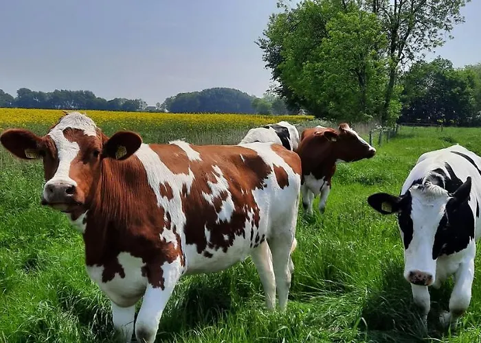 Goden-wind Appartamento *